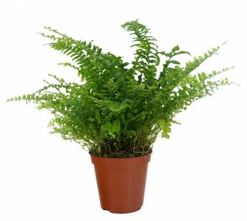 Helecho Natural Regula la Humedad del Ambiente Planta Resistente