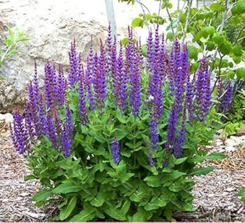 Buy4seeds 600 Seeds chia Plant salvia hispanica Bushy chia salvia Plant Annual
