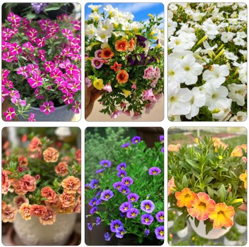 Zauberglöckchen exotische zimmerpflanzen blumensamen kaufen balkon garten steinpflanzen winterhart hängepflanzen winterhart mehrjährig kräutersamen indoor kräutergarten wildblumensamen 250samen