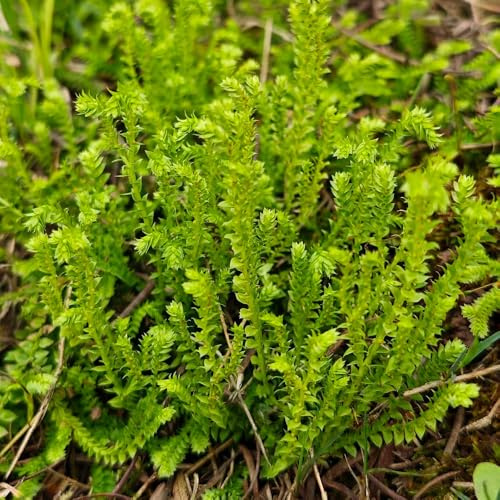 rosa di gerico - Selaginella tamariscina - Aiuole rialzate per il giardino rari interna d'appartamento esotiche rampicanti serre balcone 9bulbi