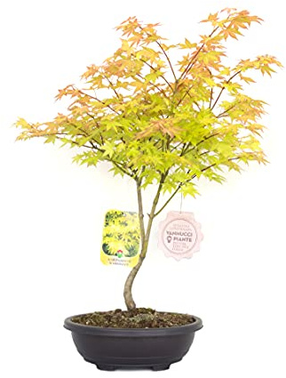 Vannucci Piante - Acer palmatum 'Summergold', Acero Bonsai, Pianta vera in vaso, Pianta da appartamento