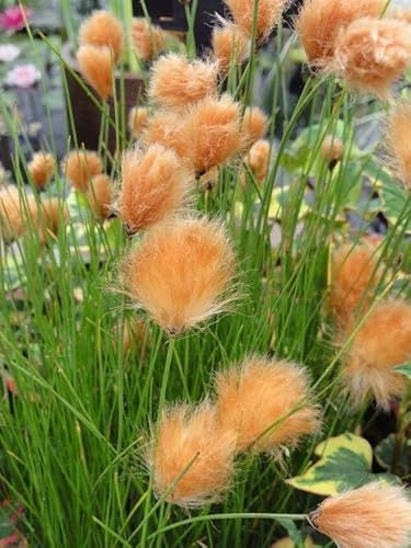 Lincolnshire Pond Plants Ltd - Marginal Aquatic Pond Plant - (Eriophorum Russeoleum) - 1Ltr Potted