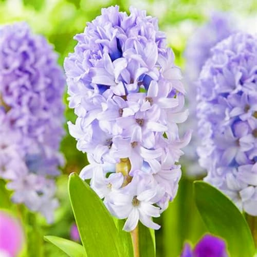 Hyacinth Plant Hyacinth Bulbs UK/Ornamental Flowers/Wedding Flowers-8bulbs-b