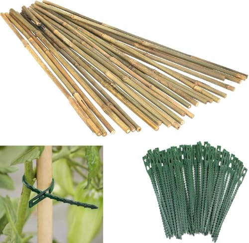 Pack of 50-2ft 6-8m Thick Heavy Duty Bamboo Canes with 50 Plant Ties - Indoor Home Outdoor Garden Plant Support Stakes Sticks Poles