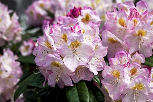 Rhododendron Hybr. 'Brigitte' 60-70 cm - Rhododendron, rosa Blüten, Blütezeit Mai-Juni, ideal für halbschattige Standorte, immergrün, winterhart