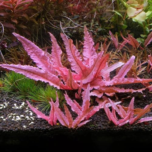K2AQUA Cryptocoryne Wendtii Flamingo Small in Vitro Aquarium Live Plants Tropical Aquascaping Vitro Rare Pink Aquatic Plant Shrimp Safe