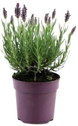 Bloomique - Lavandula Stoechas Anouk - Lavanda crestata - Resistente all'inverno - Piante da balcone - Piante da giardino - Amiche delle api - Altezza 15-20 cm - Vaso 10,5 cm