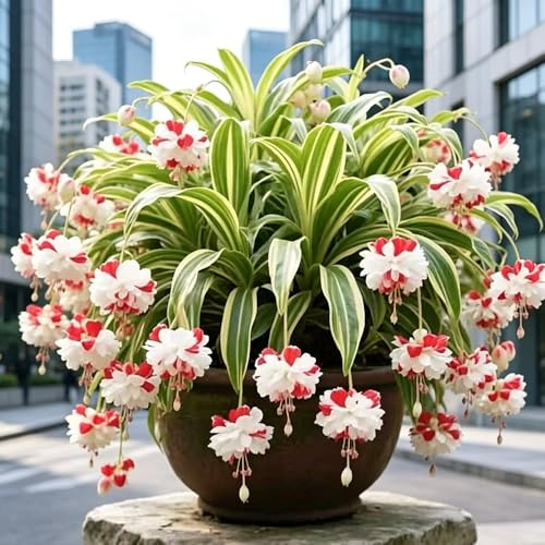 ragnopiante - Chlorophytum comosum esterno d'appartamento esotiche 3piante