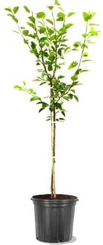 KUMQUAT Natural Frutal Perfecto para el Huerto y el Cultivo de Naranjas Chinas