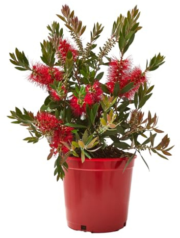 Verdecora Callistemon en maceta 5L | Limpiatubos | Callistemon spp. | Planta de Exterior | Arbusto Natural | Flores Unicas y Vibrantes | Ideal para Decoración Exótica