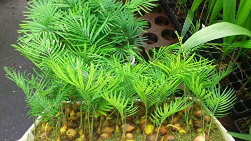 20 Taxus baccata Pflanzensamen: la confezione contiene semi