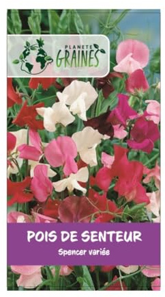 20 graines Pois de senteur - spencer varié - fleurs - floraison abondante