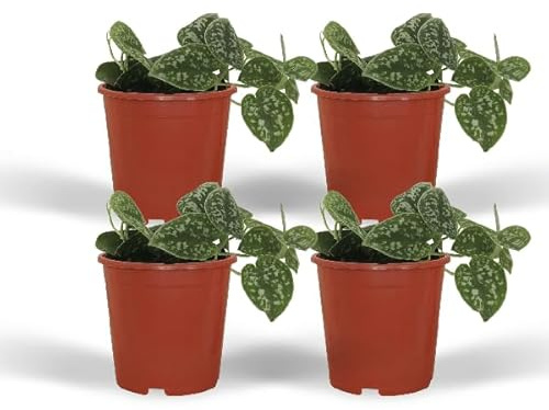 Efeutute – Scindapsus pictus Epipremnum – 4 Pflanzen – Ø12cm – Höhe ca. 15cm – Pflegeleichte Zimmerpflanzen mit silber gemusterten Blättern – Rank- & Hängepflanzen