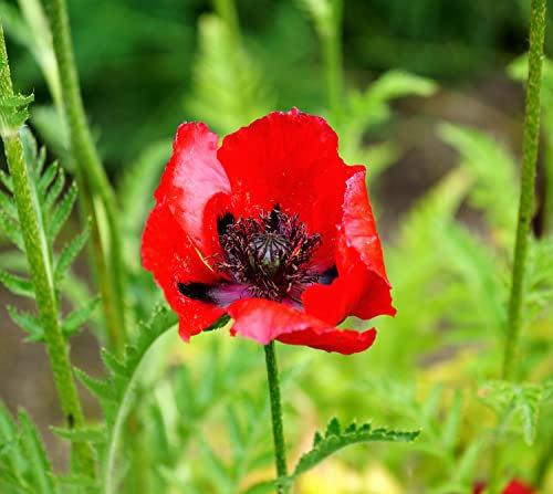 Türkischer Mohn Brilliant - Riesenmohn - Papaver orientale - Mehrjährig - 1000 Samen