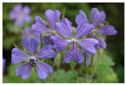 Stauden Gänge 1 x Geranium renardii 'Philippe Vapelle' winterhart | Winterharte Staude für Sonne bis Halbschatten, Blüte Mai bis Juli, mehrjährig, 9x9 cm Topf