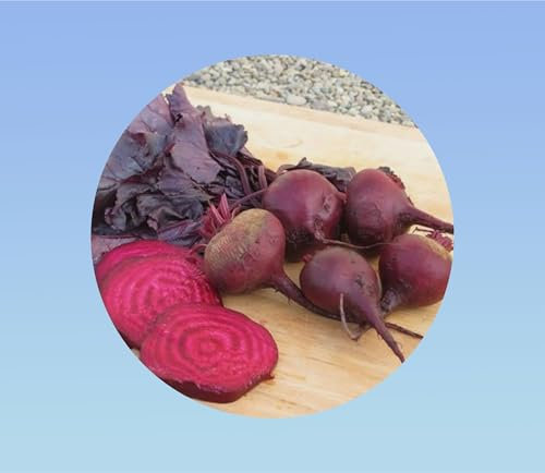 300 graines de betterave bulls blood - légumes - jardin - potager -