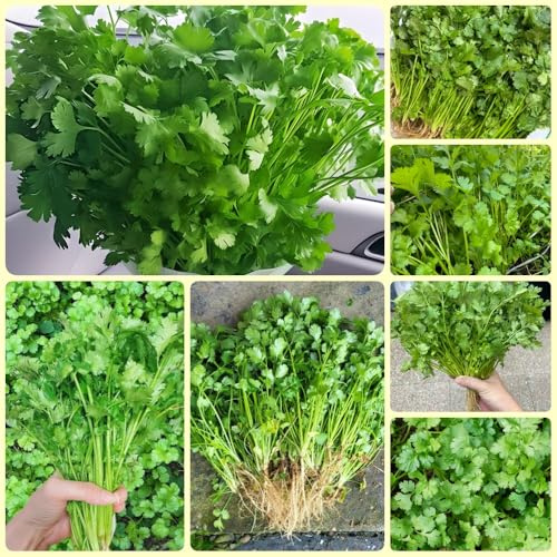 Koriandersamen, Coriandrum sativum, pflanzensamen alte sorten wintergemüse stauden winterhart mehrjährig garten zimmerpflanzen 500pcs