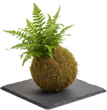 DECOALIVE Kokedama Artesanal de Helecho Espada – Planta Viva de Interior con Musgo Natural