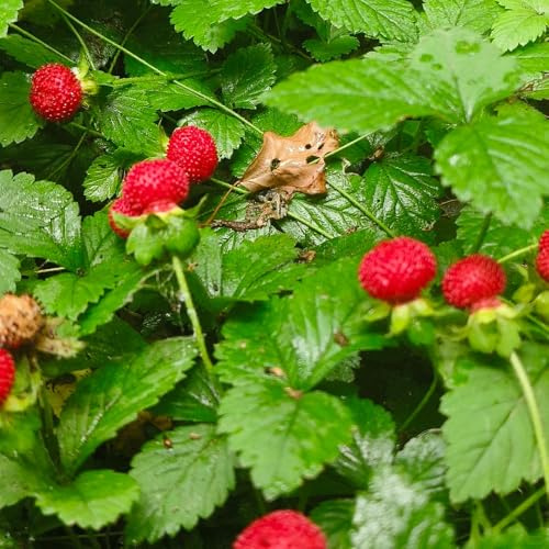 semillas de fresa silvestre orgánicas - resistentes 60pcs