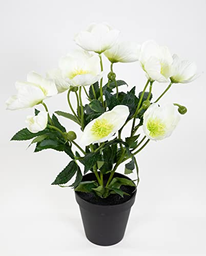 Seidenblumen Roß Christrosenbusch 36cm weiß im Topf PM Kunstblumen künstliche Christrose Blumen Kunstblumen