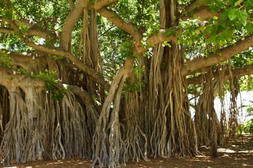Buddha Feige Sacred Fig Ficus religiosa 200+ Samen - Seeds Obst baum Gx 073