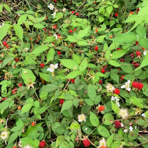 semillas de fresa silvestre, jardín, resistente 420pcs