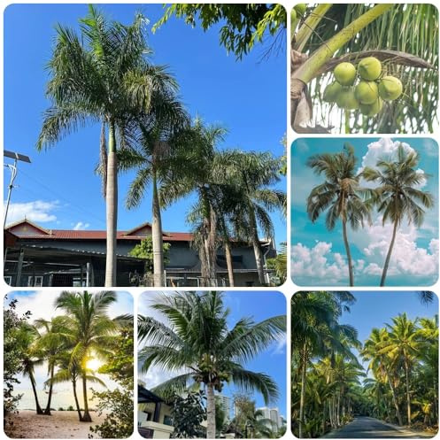 semi di palma da cocco, semi di Cocos nucifera, esotiche comprare 25pcs