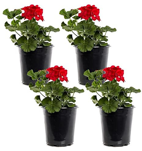 DECOALIVE, Geranio Natural Pack de 4 Plantas Naturales