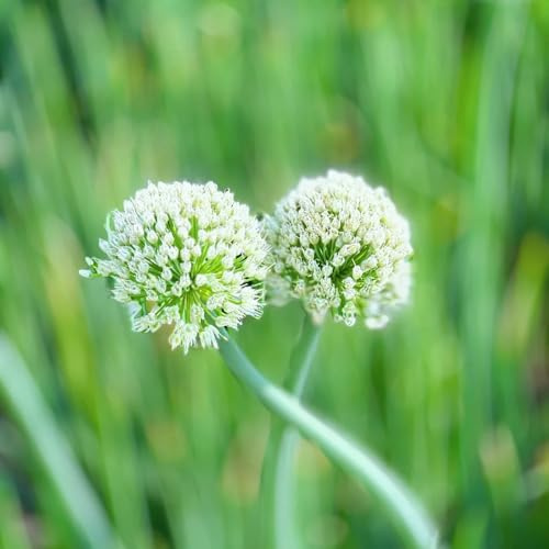 allium puerro gigante reverdecimiento de tejados bulbos de temprana balcón jardín decoración allium 20pcs