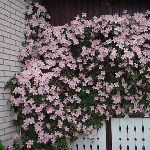 Clematide Montana Rubens - Vaso 1,5 litro (Pianta rampicante - Clematis Rosa - Pianta adulta - Resistenza al freddo: Ottima) - Muri e recinzioni, Pergola, Balconi e terrazze | ClematisOnline