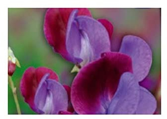 Stk - 7x Duftwicke Cupani's original 1699 -jahr Gomphrena Samen Blume Garten KS362 - Seeds & Plants Shop by Ipsa