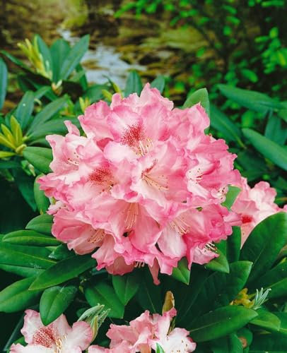 Rhododendron yakushimanum 'Debbie Dane' 30-40 cm - Rhododendron, rosa Blüten, Blütezeit Mai-Juni, ideal für Halbschatten, immergrün, winterhart