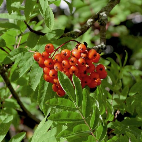 Vivai le Georgiche - Pianta vera di Sorbus aucuparia var. edulis S.aucuparia 'Moravica', S.aucuparia 'Edulis' Sorbo degli uccellatori - vaso Ø 18 cm - altezza alla vendita 40-60 cm