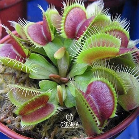 Dionaea Muscipula 5 PCS Frische Samen Venus Fliegenfalle Bio Samen
