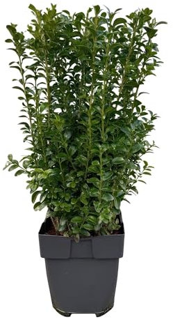 Bosso ordinario – Buxus sempervirens – foglia verde – 6 piante – piantagione di siepe – 1 metro lineare – sempreverde – vaso 17 cm altezza 45 cm