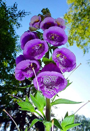 100+ Samen Rote Fingerhut,Digitalis purpurea' -Tolle Pflanze für den Garten-