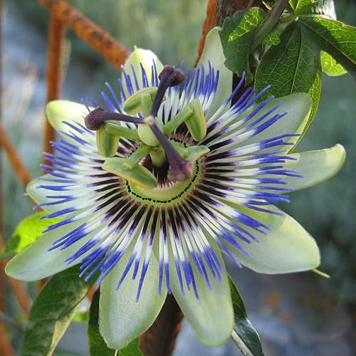 Blue Crown Passionflower 'Passiflora Caerulea' Houseplant Or Garden Flower Seeds - 24 Fresh Rare Seeds