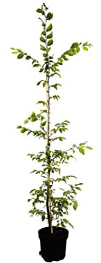 Carpinus betulus – Winterhart, Mehrjährig, Pflegeleicht – Hainbuche – Heckenpflanze für Garten & Sichtschutz
