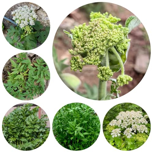 liebstöckelsamen - wildkräuter stauden winterhart mehrjährig kübelpflanzen deko garten exotische zimmerpflanzen seltene gartenkräuter balkonpflanzen alte sorten bodendecker kräuterbeet 120pcs