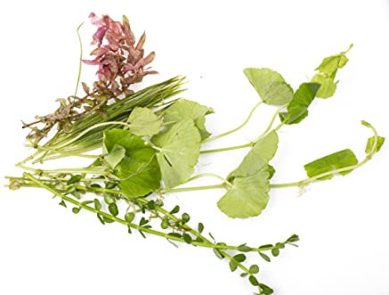 Lincolnshire Pond Plants Ltd - Loose Live Aquarium Plants - Aquatic Plants for Your Fish Tank - 10 Loose