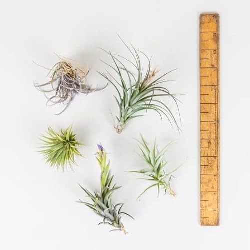 Tillandsias | Pack 5 Unidades |Plantas del Aire Naturales de Varias Especies