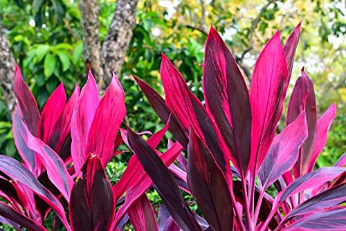 Portal Cool Cordyline Fruticosa, Lirio De Palma 5 Semillas - Accattivante
