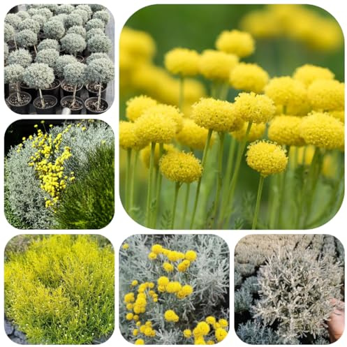 Semi di Santolina chamaecyparissus per aiuole rialzate, luoghi soleggiati Santolina chamaecyparissus di selvatici perenni resistenti selvatici 250pcs