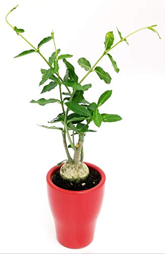 POWERS TO FLOWERS - FOCKEA EDULIS IN VASO CERAMICA ROSSA, 11cm diametro, pianta vera