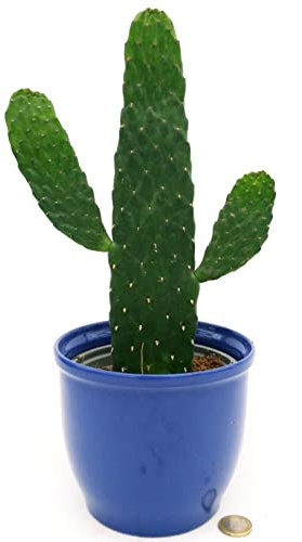 POWERS TO FLOWERS - FICO D'INDIA, OPUNTIA CONSOLEA IN VASO CERAMICA BLU, pianta vera