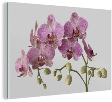 MuchoWow Glasbild Glasfoto Wandbild Bilder Deko 30x20 cm Orchideen auf grauem Hintergrund
