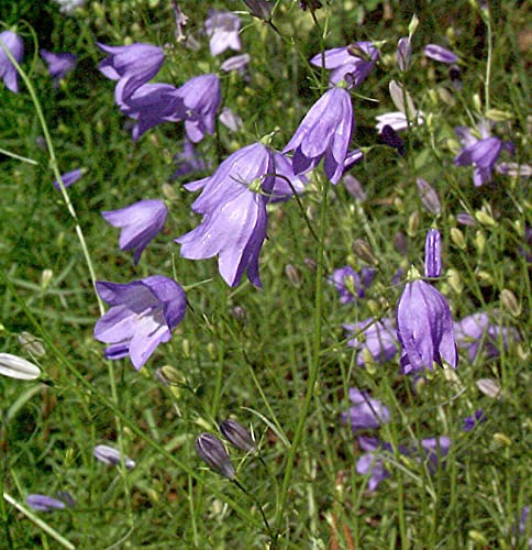 Rundblättrige Glockenblume - Campanula rotundifolia - lebende Gartenpflanze aus den Baumschulen