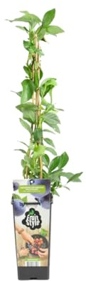 Bloomique - Vaccinium Corymbosum 'Goldtraube' - Blaubeerpflanze - Obstpflanzen - Gartenpflanzen - Winterhart - Topf 14 cm - Höhe 60-70 cm