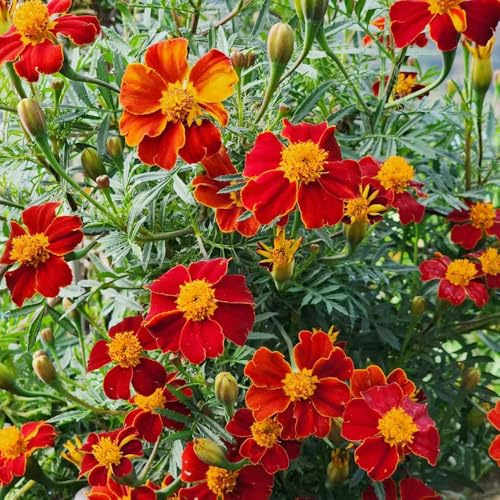 semillas de caléndula perenne, variedades antiguas, jardín de rocas Tagetes patula de Decoración 350pcs