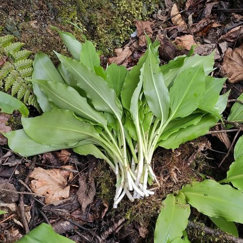 semillas de ajo silvestre orgánico - silvestres, jardín en interiores balcón 400pcs